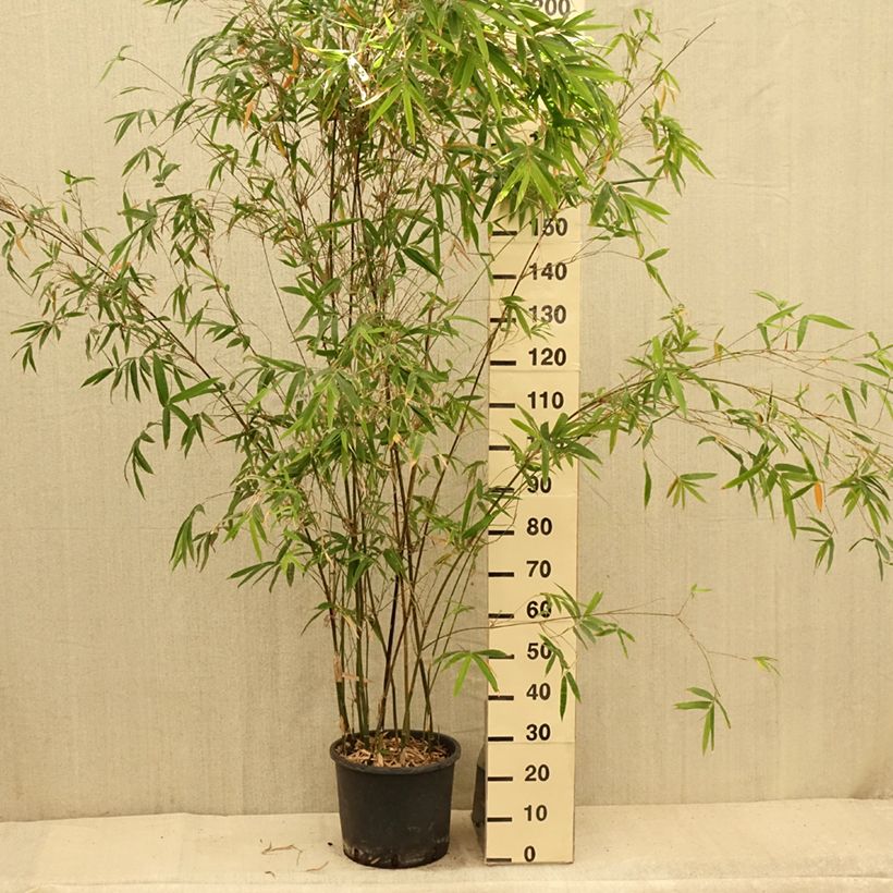 Esimerkki kesällä toimitetusta Bambusa glaucescens Pot de 12L/15L-taimesta