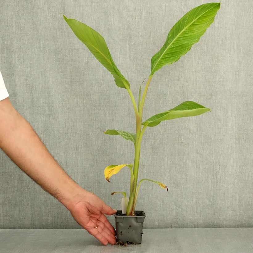 Esimerkki kesällä toimitetusta Banaani Himalayensis Speciosa 8/9 cm taimiruukku-taimesta