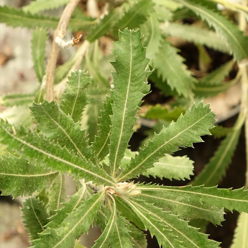 Banksia serrata (Lehvistö)