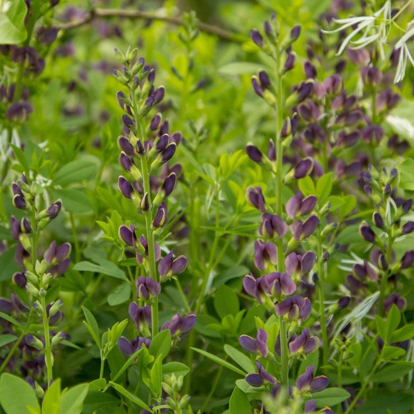 Etelänherne Dark Blue (Kukinta)