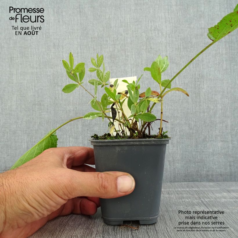 Esimerkki kesällä toimitetusta Etelänhernee - Baptisia bracteata Godet de 8/9 cm-taimesta