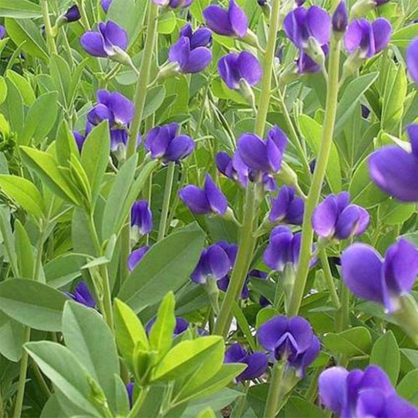 Etelänherne Caspian Blue (Lehvistö)