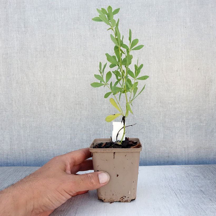 Esimerkki kesällä toimitetusta Etelänhernee - Baptisia alba Godet de 8/9 cm-taimesta