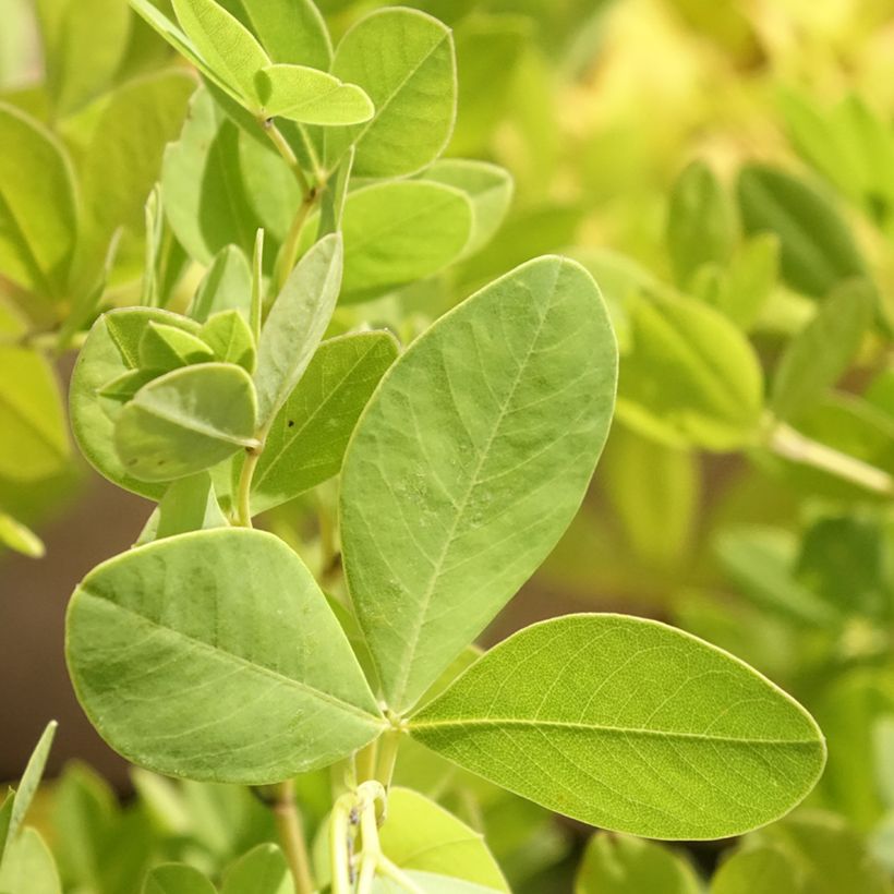 Etelänhernee - Baptisia alba (Lehvistö)