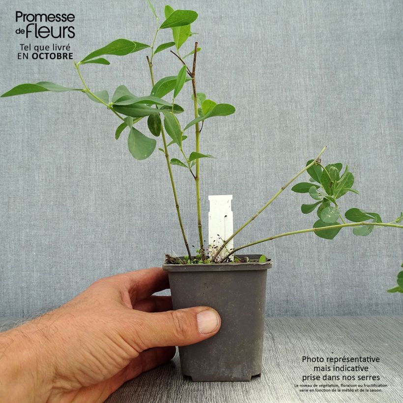Esimerkki syksyllä toimitetusta Etelänhernee - Baptisia sphaerocarpa 8/9 cm taimiruukku-taimesta