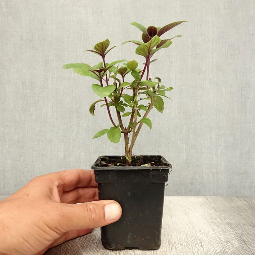 Esimerkki kesällä toimitetusta Vuoribasilika Magic Mountain taimena 7/8 cm taimiruukku-taimesta