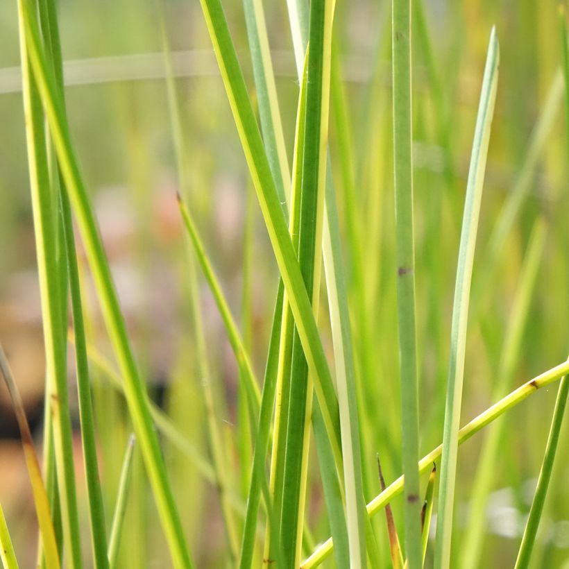 Baumea rubiginosa (Lehvistö)