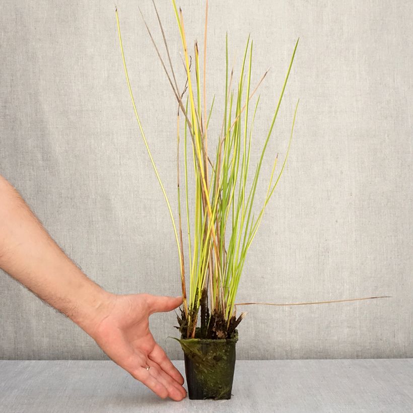 Esimerkki syksyllä toimitetusta Baumea rubiginosa 8/9 cm taimiruukku-taimesta