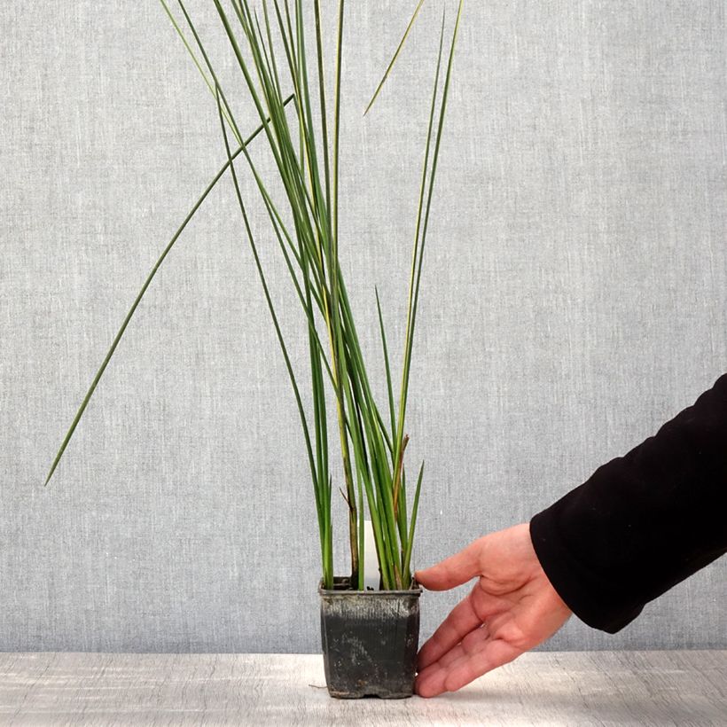 Esimerkki keväällä toimitetusta Baumea rubiginosa - Jonc mou Godet de 8/9 cm-taimesta