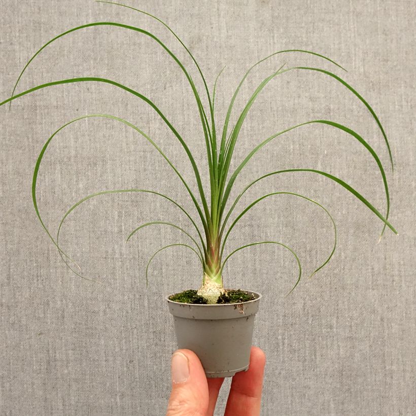 Esimerkki keväällä toimitetusta Pullojukka - Beaucarnea recurvata Minikasvi-taimesta