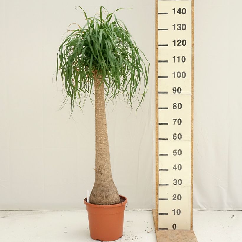 Esimerkki kesällä toimitetusta Pullojukka - Beaucarnea recurvata 7,5 litran / 10 litran ruukku-taimesta