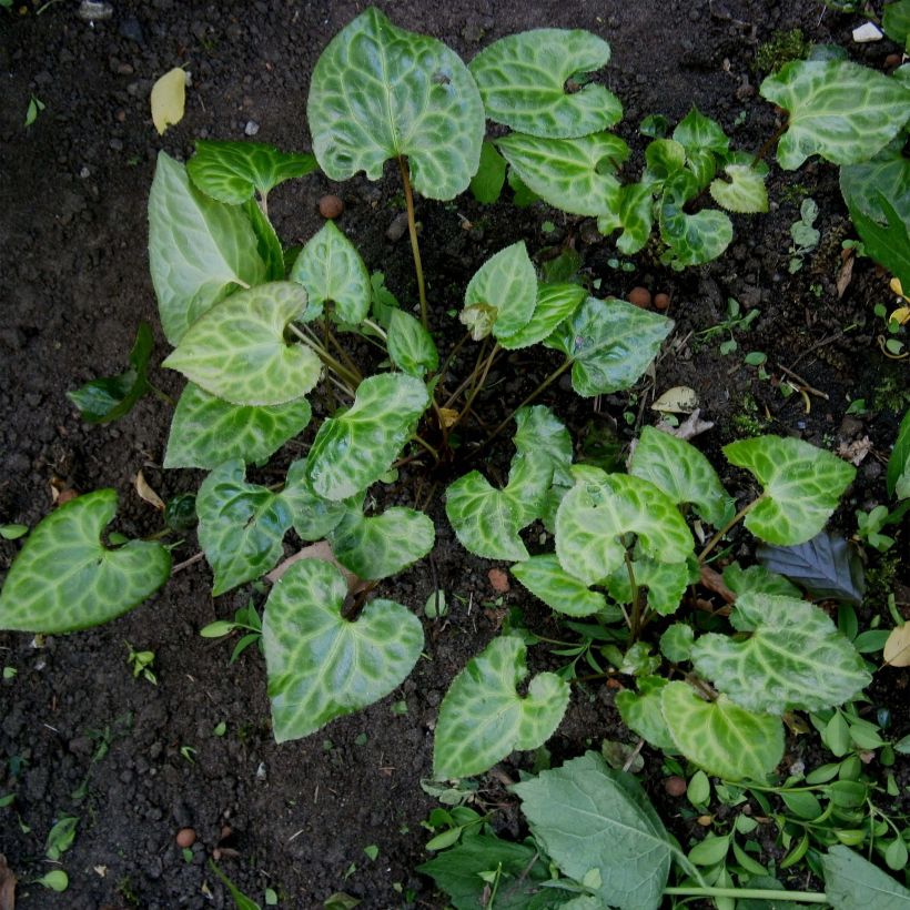 Beesia calthifolia (Kasvutapa)