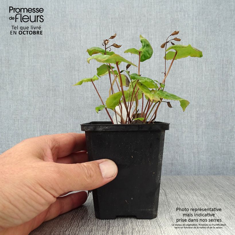 Esimerkki syksyllä toimitetusta Beesia calthifolia 8/9 cm taimiruukku-taimesta