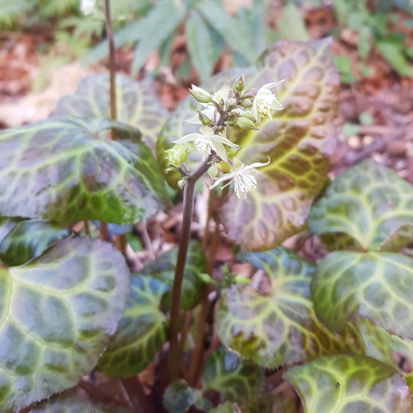 Beesia calthifolia (Kukinta)