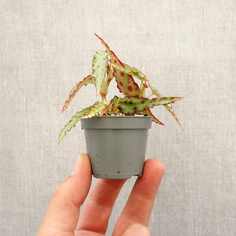 Esimerkki keväällä toimitetusta Begonia amphioxus Minikasvi-taimesta