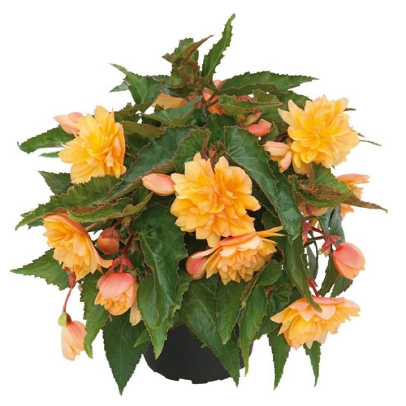 Riippubegonia Belleconia Mango (Kasvutapa)