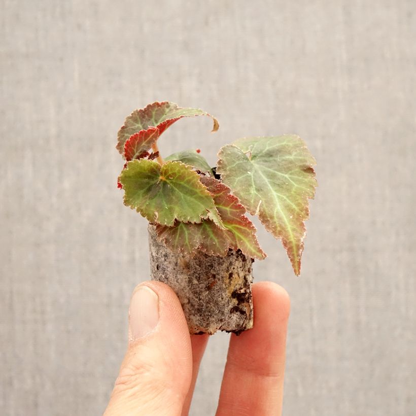 Esimerkki keväällä toimitetusta Kesäbegonia Bellissa Red Minipaakku Ø 3/4 cm-taimesta