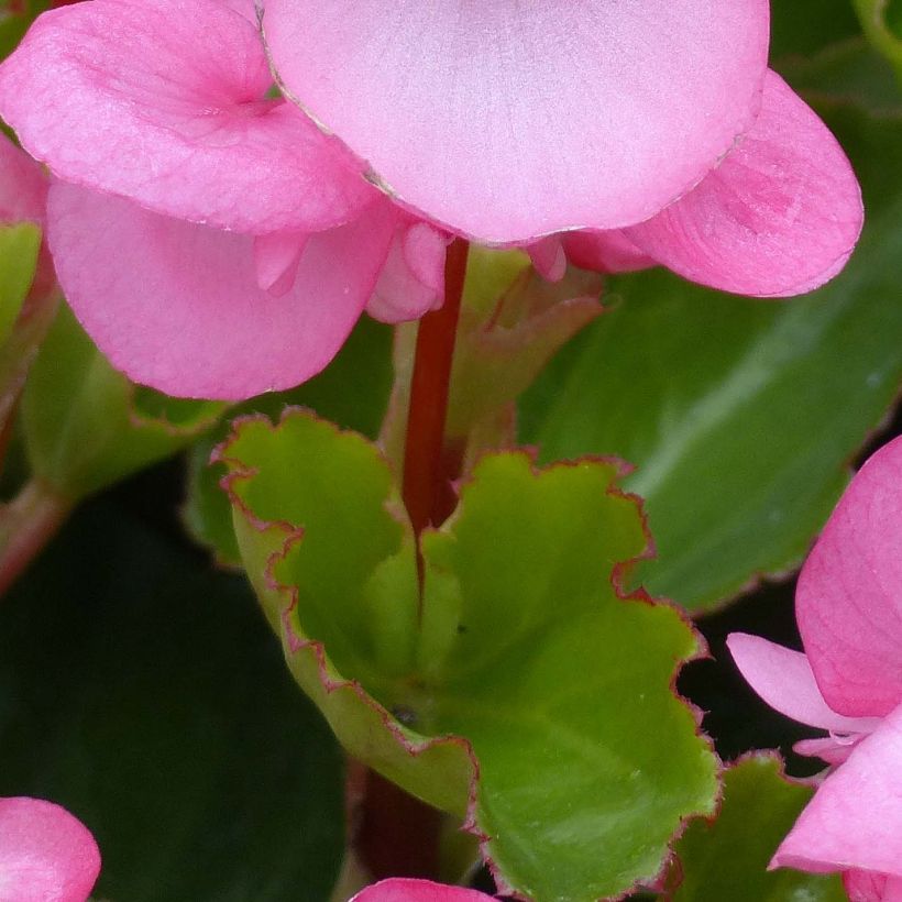 Kesäbegonia Big F1 Pink Green Leaf (Lehvistö)