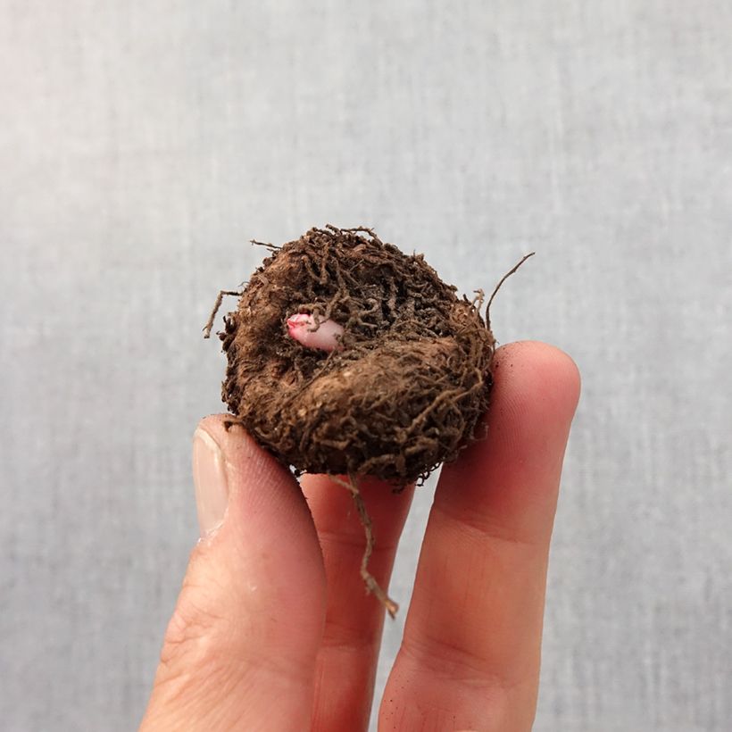 Esimerkki keväällä toimitetusta Mukulabegonia Marginata White-Red Bulbe size 5+-taimesta