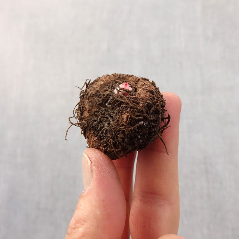 Esimerkki keväällä toimitetusta Mukulabegonia Bouton de Rose Bulbe size 5+-taimesta