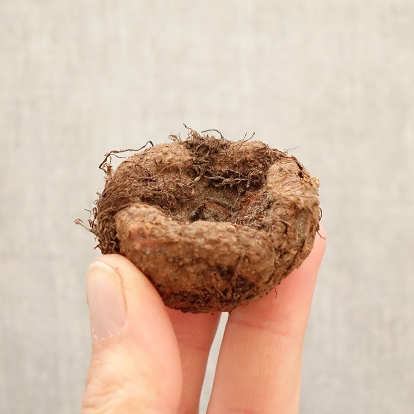 Esimerkki keväällä toimitetusta Mukulabegonia Camelia Sipulit Koko 5+-taimesta