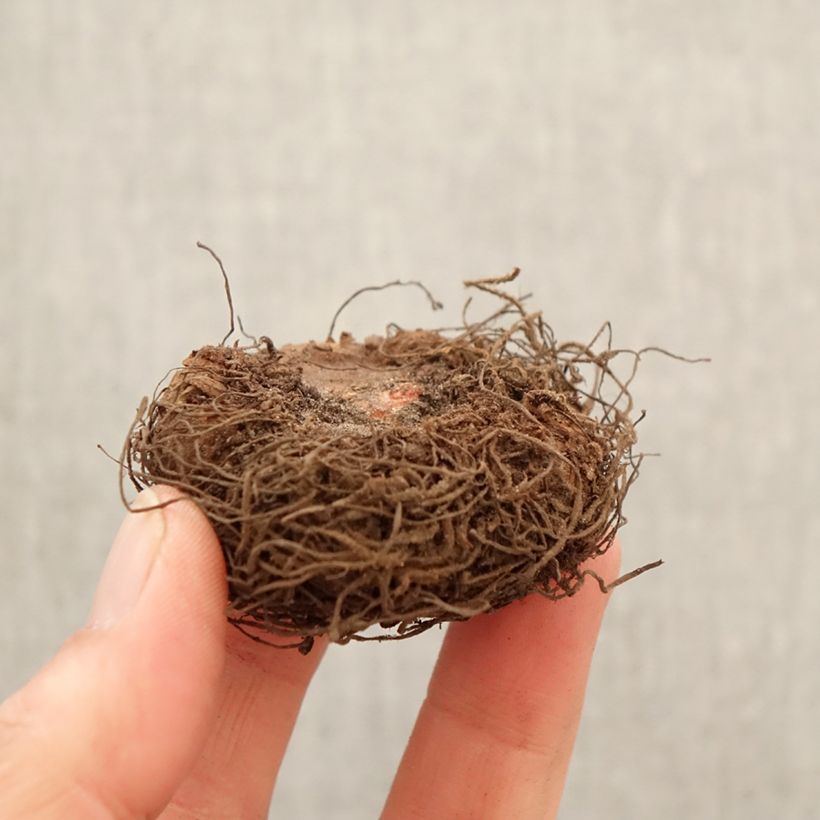 Esimerkki keväällä toimitetusta Mukulabegonia Non Stop Apricot Sipulit Koko 5+-taimesta