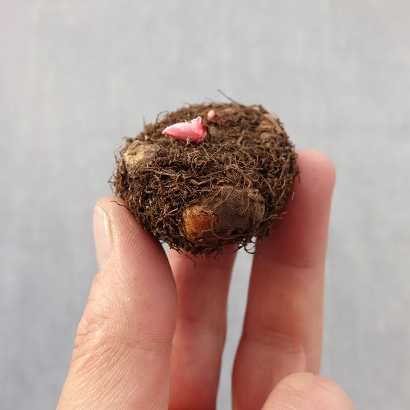 Esimerkki keväällä toimitetusta Mukulabegonia pastel Mix Bulbe size 4+-taimesta