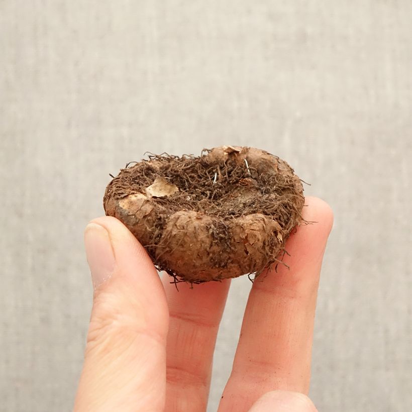 Esimerkki keväällä toimitetusta Mukulabegonia Pink Delight Sipulit Koko 5+-taimesta