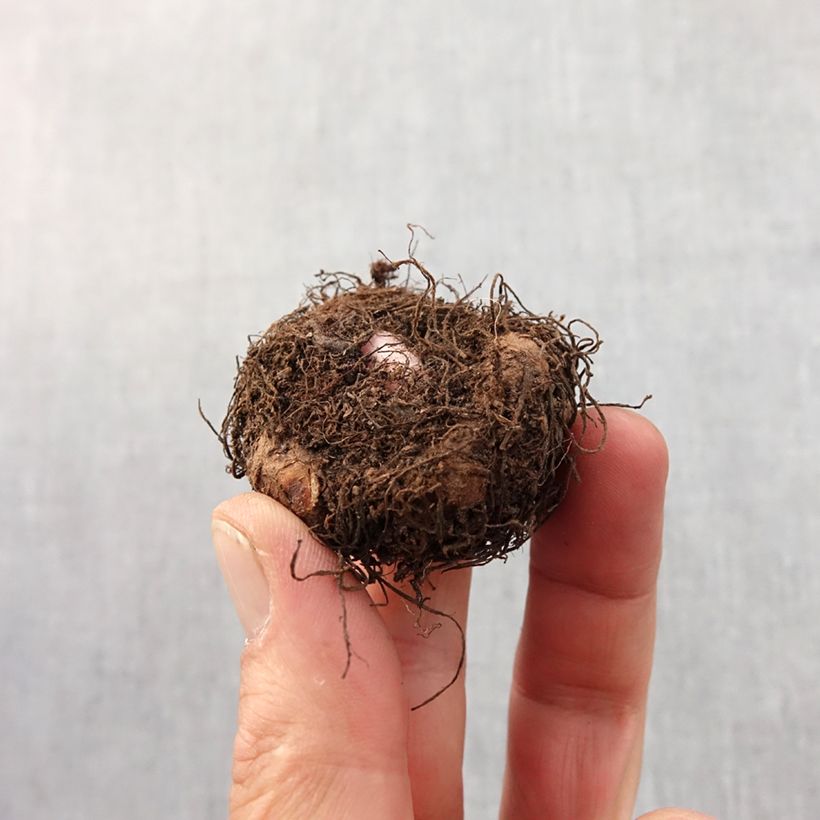 Esimerkki keväällä toimitetusta Mukulabegonia Fimbriata orange Bulbe size 6+-taimesta