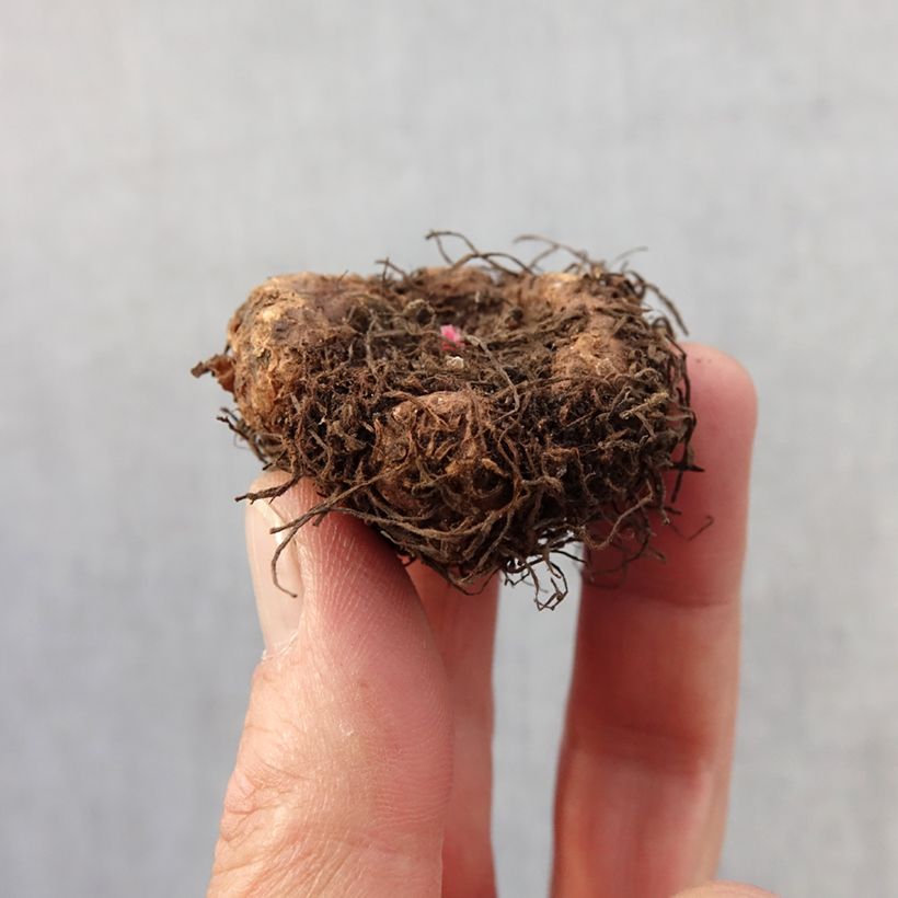 Esimerkki keväällä toimitetusta Mukulabegonia Fimbriata Samba Mix Bulbe size 4+-taimesta