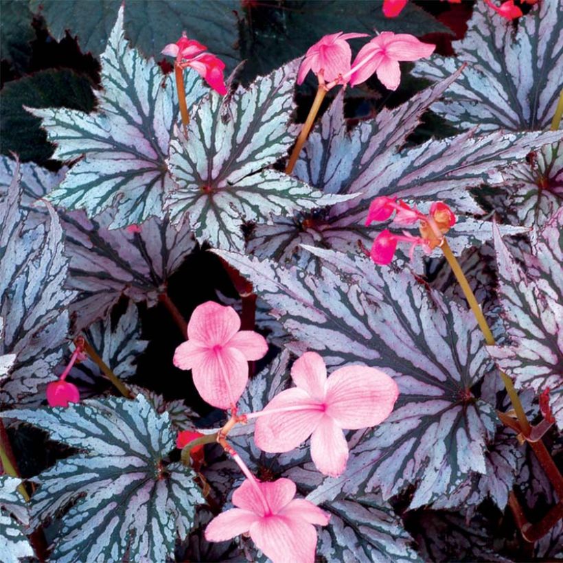 Begonia Garden Angel Blush (Kukinta)