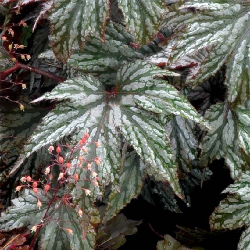 Begonia Garden Angel Silver (Lehvistö)