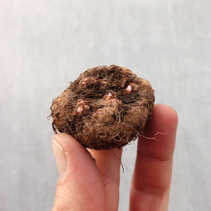 Esimerkki keväällä toimitetusta Mukulabegonia Rose Bulbe size 6+-taimesta