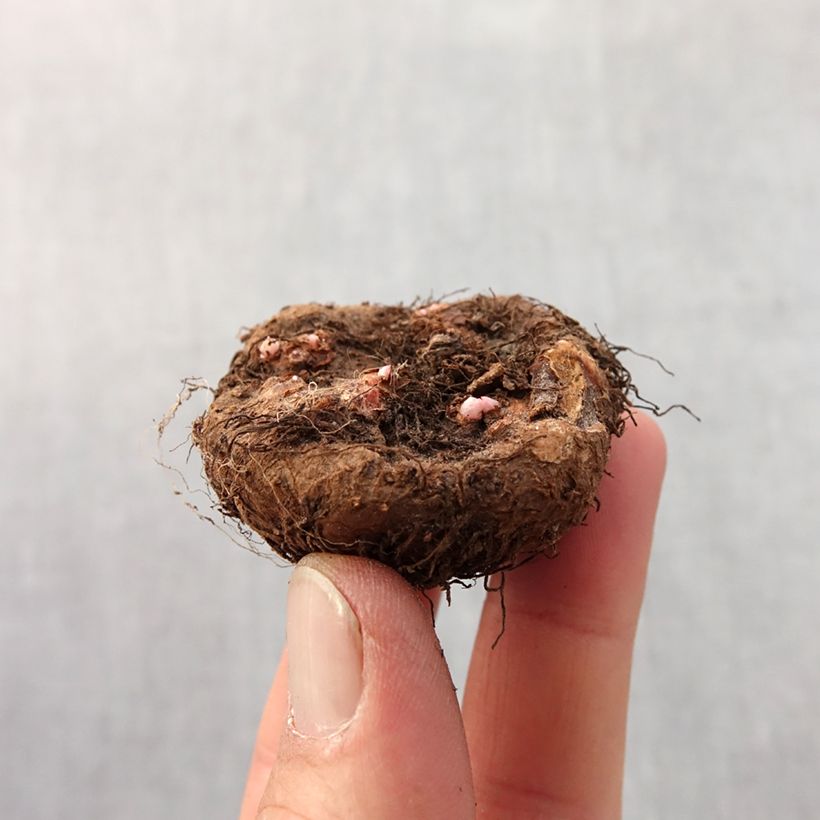 Esimerkki keväällä toimitetusta Mukulabegonia Rouge Sipuli size 4+-taimesta
