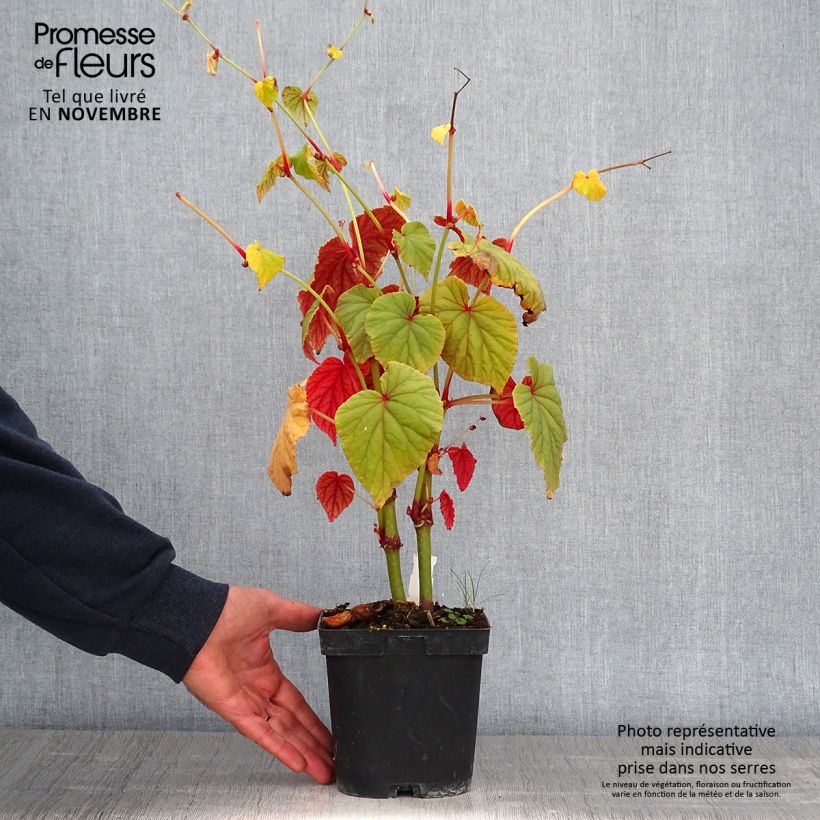 Esimerkki syksyllä toimitetusta Begonia grandis subsp. evansiana 2 litran/3 litran ruukku-taimesta