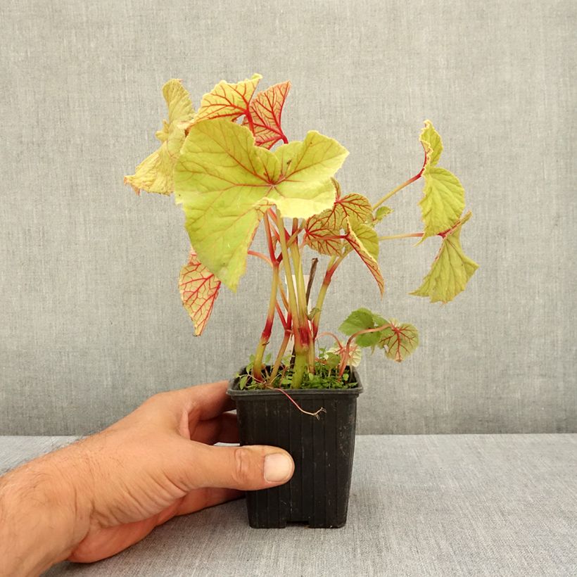 Esimerkki kesällä toimitetusta Begonia grandis subsp. evansiana var. alba 8/9 cm taimiruukku-taimesta