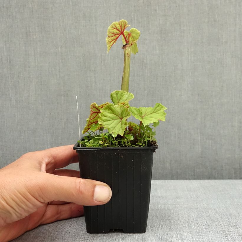 Esimerkki keväällä toimitetusta Begonia grandis subsp. evansiana var. alba Taimiruukku 8/9 cm-taimesta