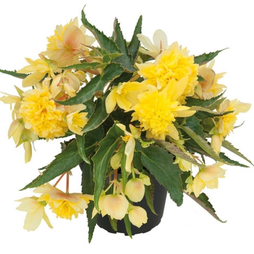 Riippubegonia Belleconia Citrus (Kasvutapa)