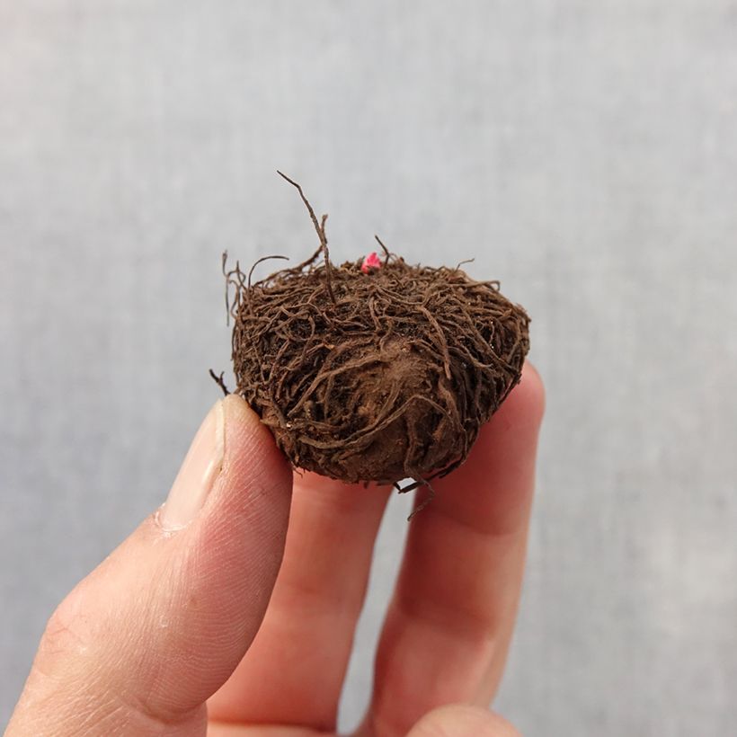 Esimerkki keväällä toimitetusta Mukulabegonia Bijou de Gand Bulbe size 2,5/5-taimesta