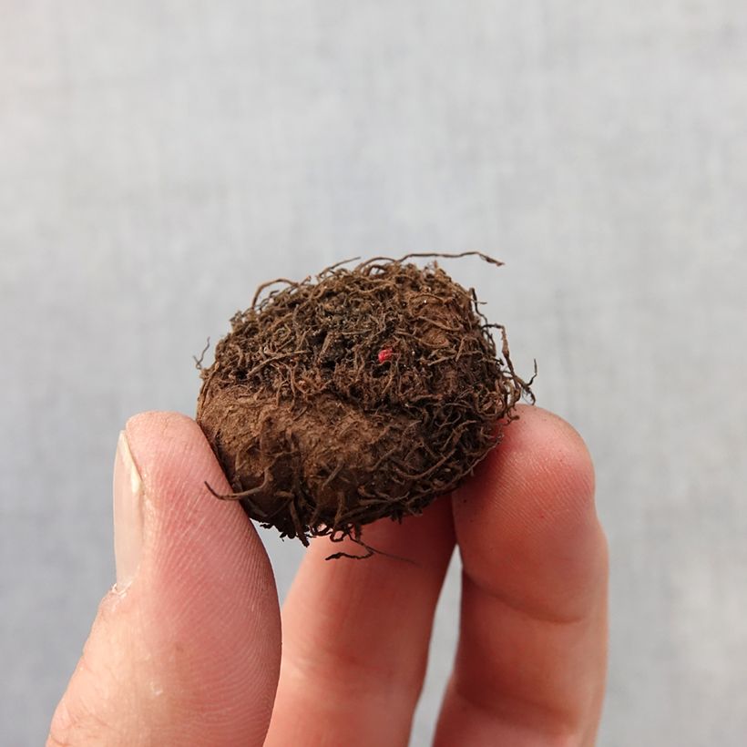 Esimerkki keväällä toimitetusta Mukulabegonia Flamboyant Bulbe size 2,5/5-taimesta