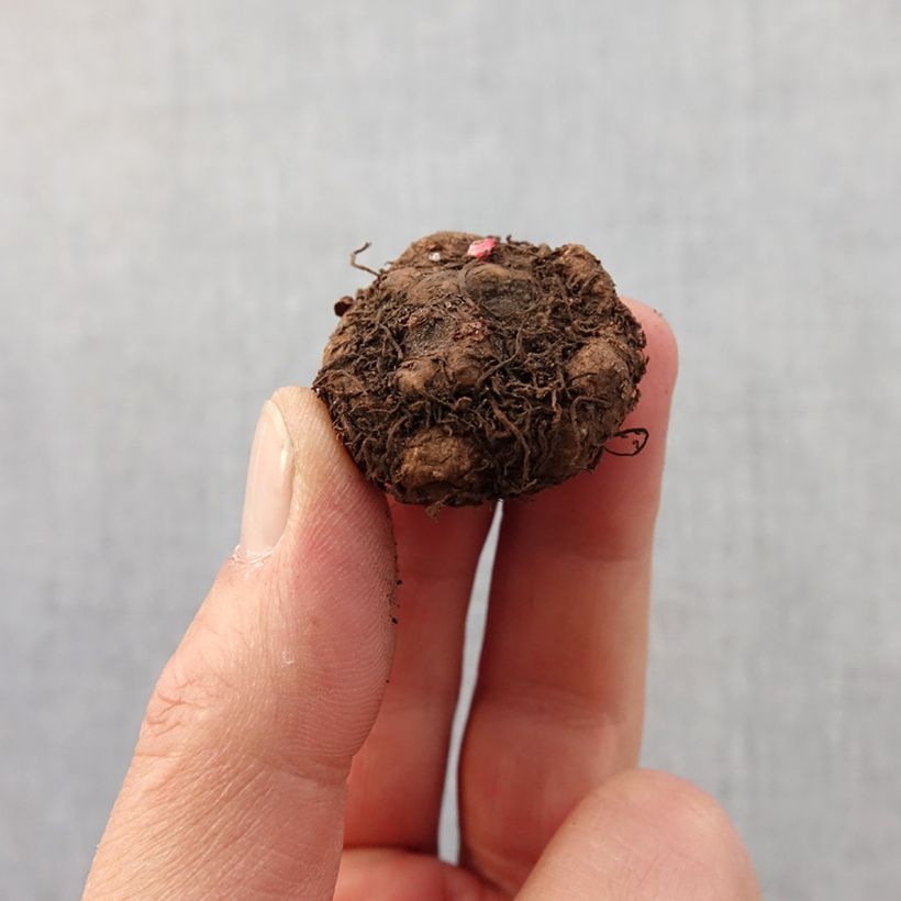 Esimerkki keväällä toimitetusta Mukulabegonia Richard Galle Bulbe size 2,5/5-taimesta