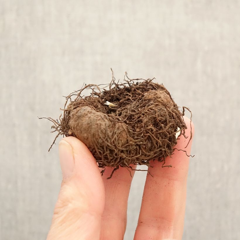 Esimerkki keväällä toimitetusta Riippubegonia Angelique Sipulit Koko 5+-taimesta