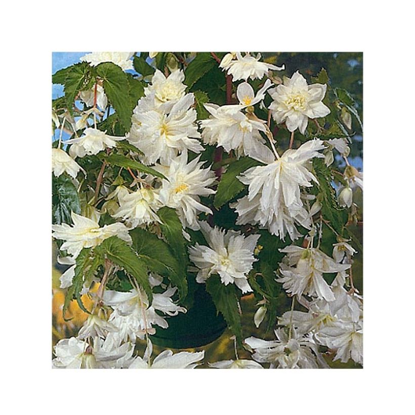 Riippubegonia Blanc (Kukinta)