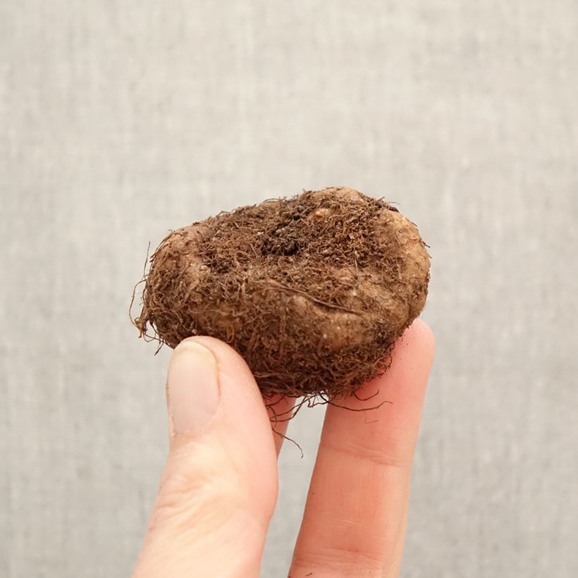Esimerkki keväällä toimitetusta Mukulabegonia Scarlet Cascade Sipulit Koko 5+-taimesta