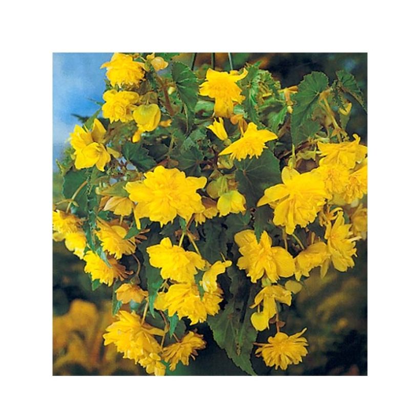 Riippubegonia Jaune (Kukinta)
