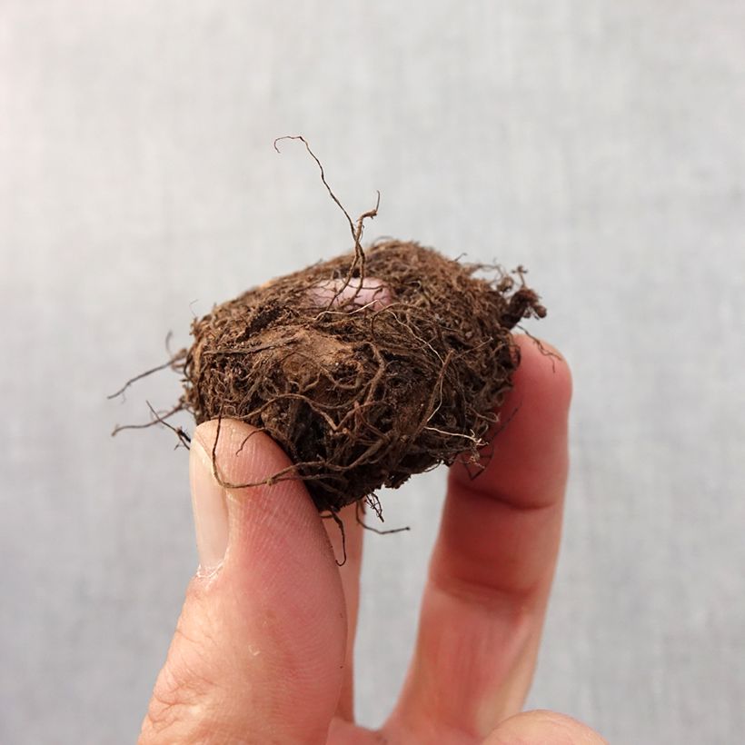 Esimerkki keväällä toimitetusta Riippubegonia Jaune Bulbe size 6+-taimesta