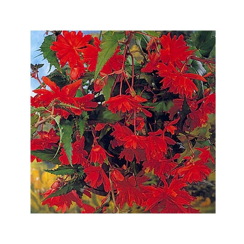 Riippubegonia Orange (Kukinta)