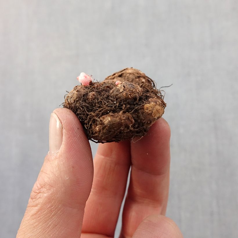 Esimerkki keväällä toimitetusta Riippubegonia Tuberhybrida Pink Balcony Bulbe size 5+-taimesta