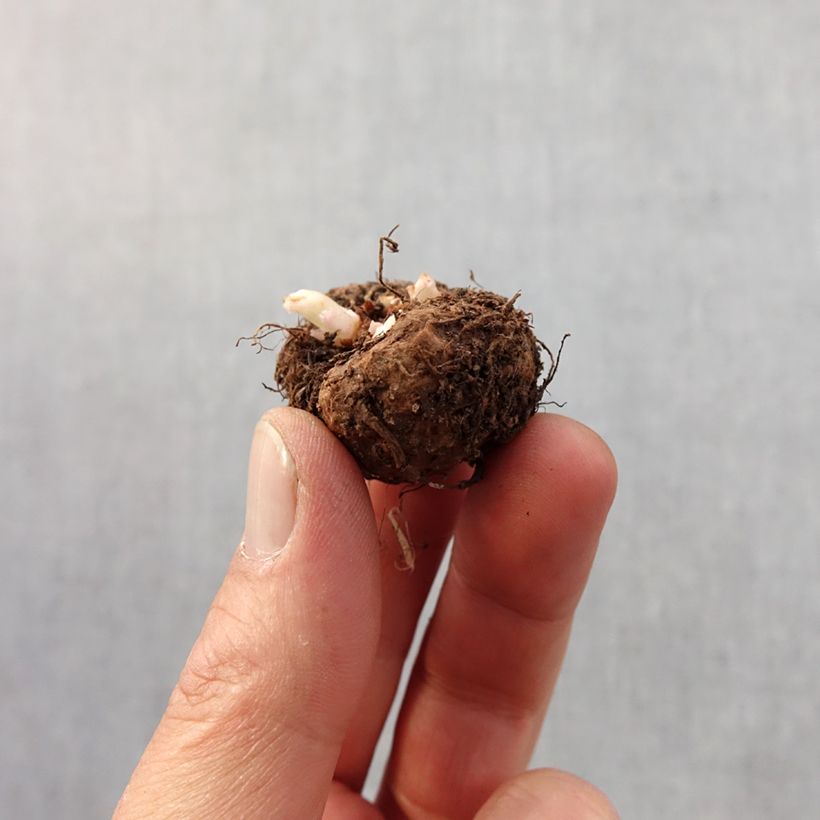 Esimerkki keväällä toimitetusta Mukulabegonia picotée Mix Bulbe size 4+-taimesta