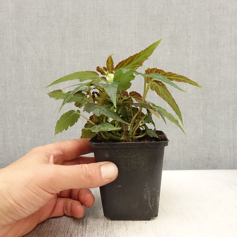 Esimerkki keväällä toimitetusta Riippubegonia Belleconia Citrus 8/9 cm taimiruukku-taimesta